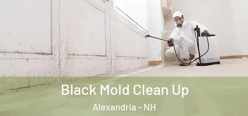 Black Mold Clean Up Alexandria - NH