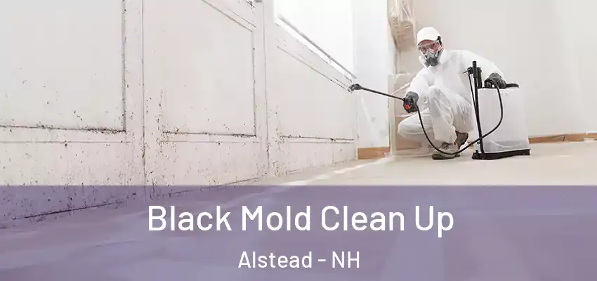  Black Mold Clean Up Alstead - NH