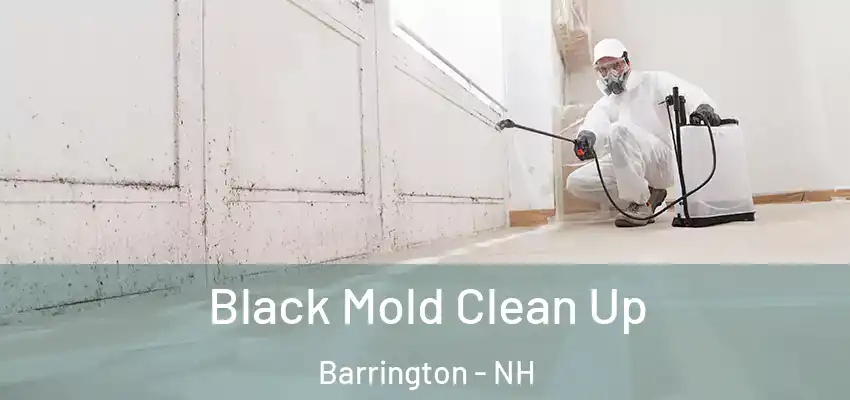  Black Mold Clean Up Barrington - NH