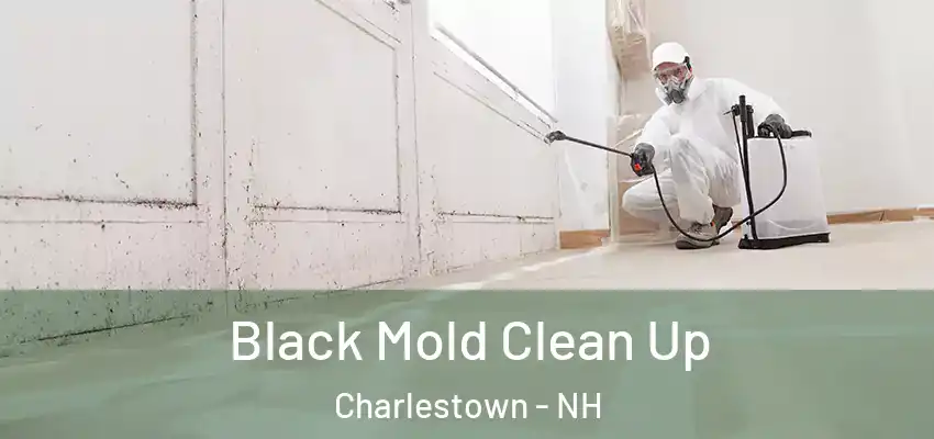  Black Mold Clean Up Charlestown - NH