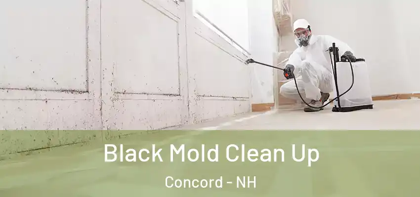 Black Mold Clean Up Concord - NH