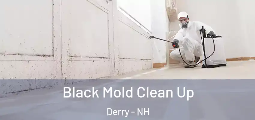 Black Mold Clean Up Derry - NH