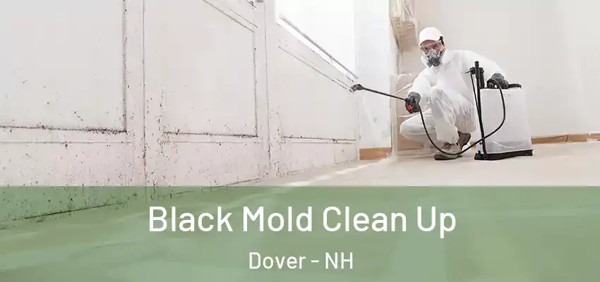 Black Mold Clean Up Dover - NH