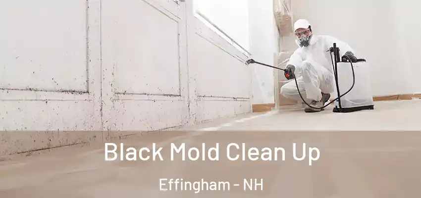  Black Mold Clean Up Effingham - NH