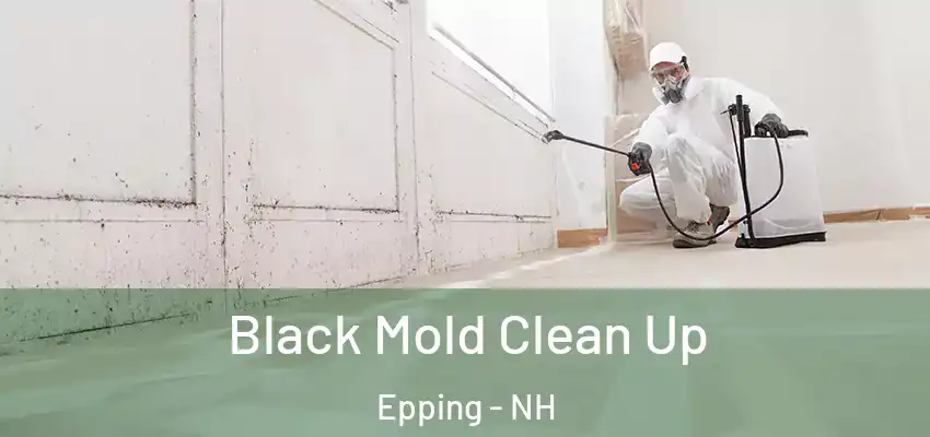  Black Mold Clean Up Epping - NH