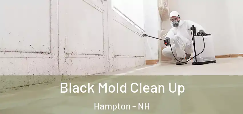  Black Mold Clean Up Hampton - NH