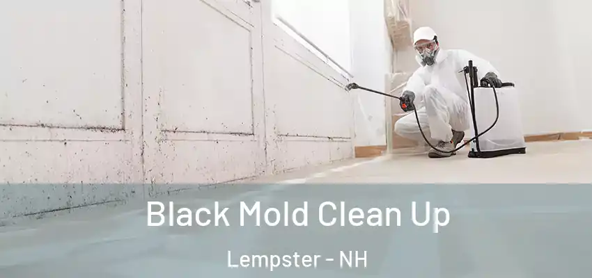  Black Mold Clean Up Lempster - NH