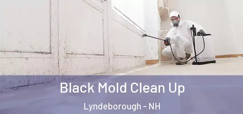 Black Mold Clean Up Lyndeborough - NH