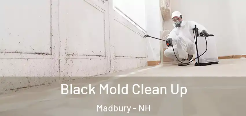  Black Mold Clean Up Madbury - NH