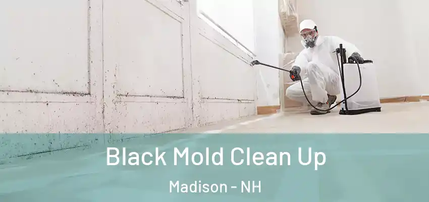  Black Mold Clean Up Madison - NH