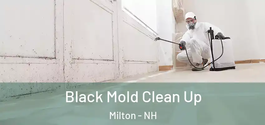  Black Mold Clean Up Milton - NH