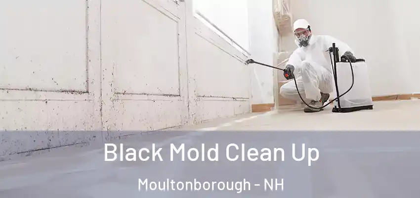 Black Mold Clean Up Moultonborough - NH