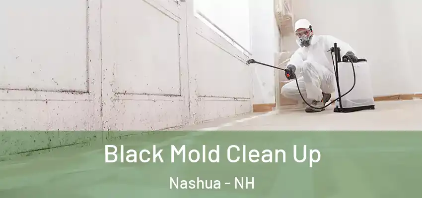  Black Mold Clean Up Nashua - NH