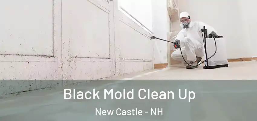  Black Mold Clean Up New Castle - NH