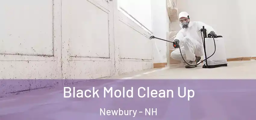  Black Mold Clean Up Newbury - NH