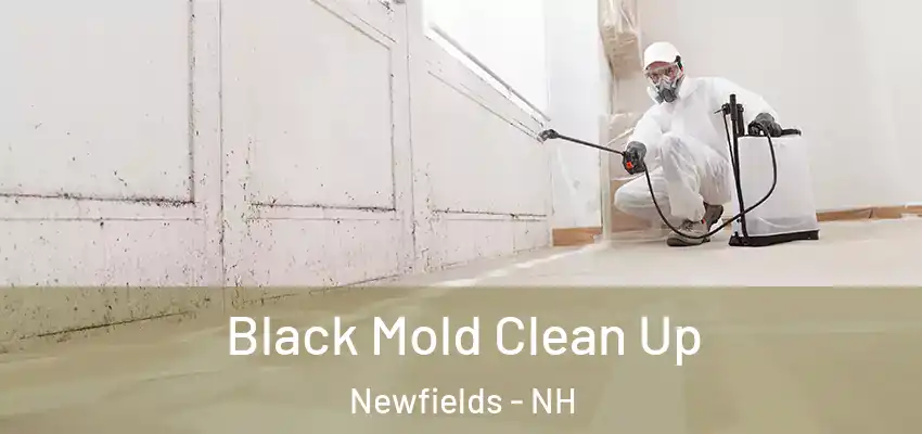  Black Mold Clean Up Newfields - NH