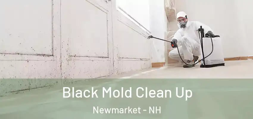  Black Mold Clean Up Newmarket - NH