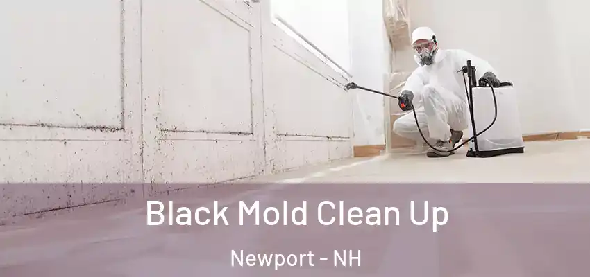  Black Mold Clean Up Newport - NH