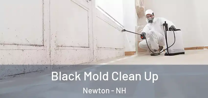  Black Mold Clean Up Newton - NH