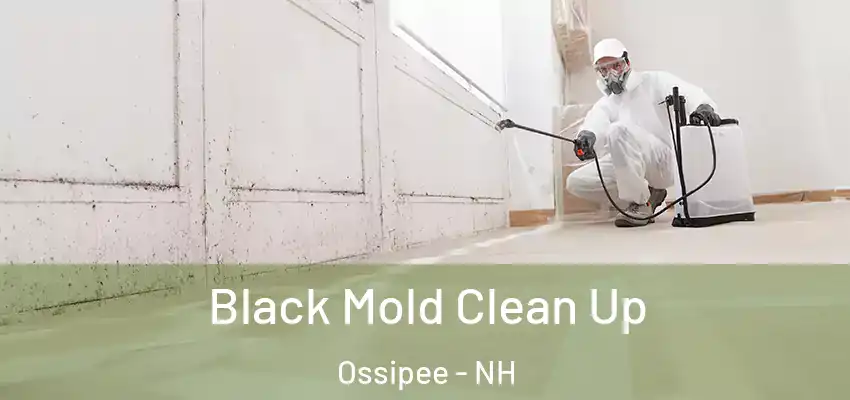  Black Mold Clean Up Ossipee - NH