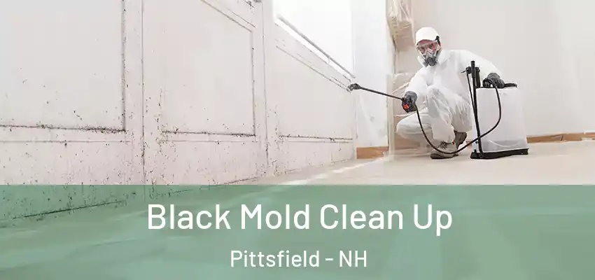  Black Mold Clean Up Pittsfield - NH