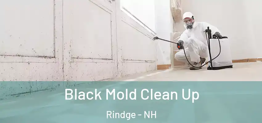  Black Mold Clean Up Rindge - NH