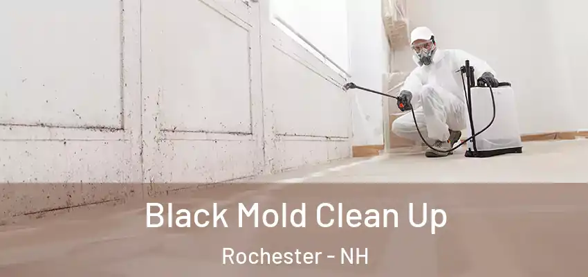  Black Mold Clean Up Rochester - NH