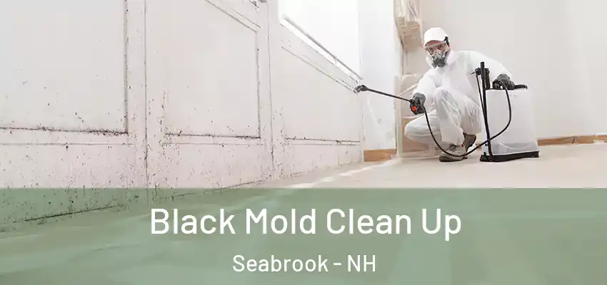  Black Mold Clean Up Seabrook - NH