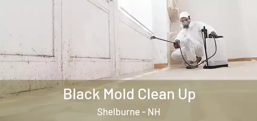 Black Mold Clean Up Shelburne - NH