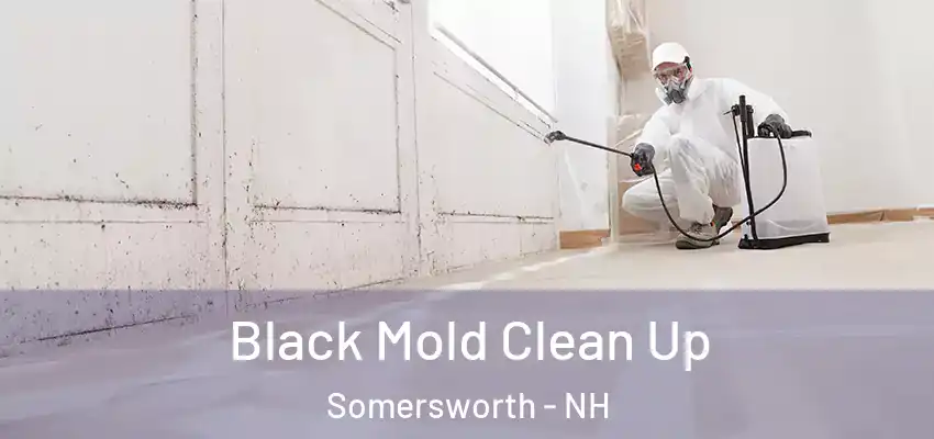  Black Mold Clean Up Somersworth - NH