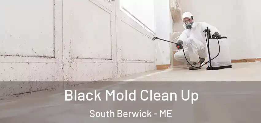  Black Mold Clean Up South Berwick - ME