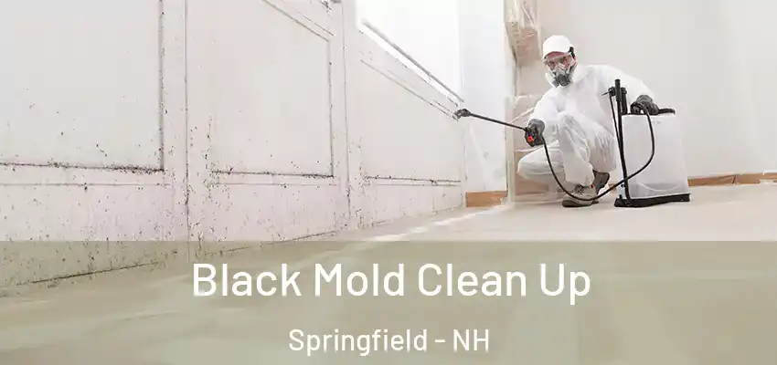 Black Mold Clean Up Springfield - NH