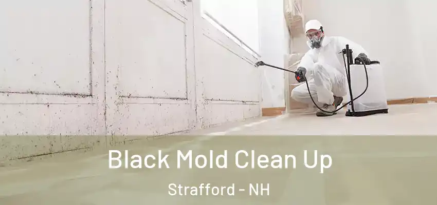  Black Mold Clean Up Strafford - NH
