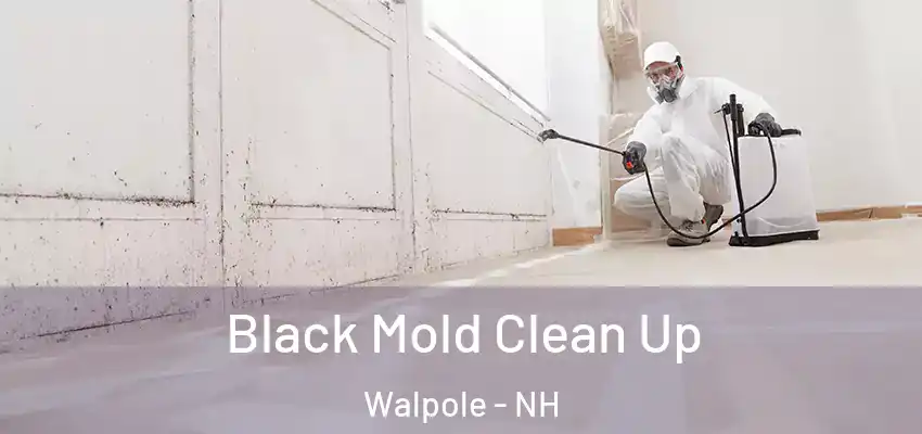  Black Mold Clean Up Walpole - NH
