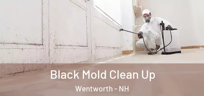 Black Mold Clean Up Wentworth - NH