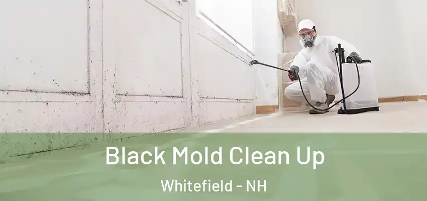  Black Mold Clean Up Whitefield - NH