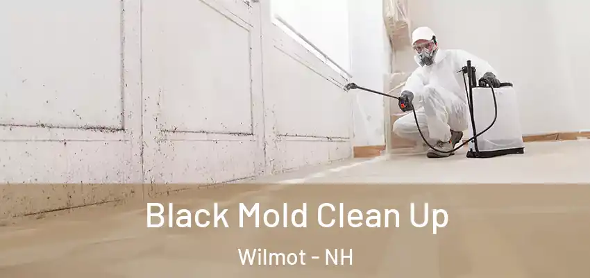  Black Mold Clean Up Wilmot - NH