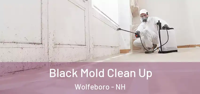  Black Mold Clean Up Wolfeboro - NH