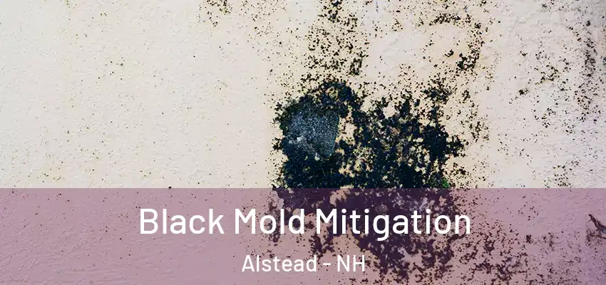  Black Mold Mitigation Alstead - NH