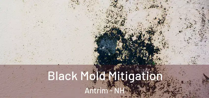  Black Mold Mitigation Antrim - NH