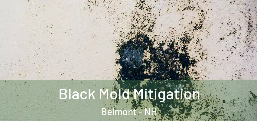  Black Mold Mitigation Belmont - NH