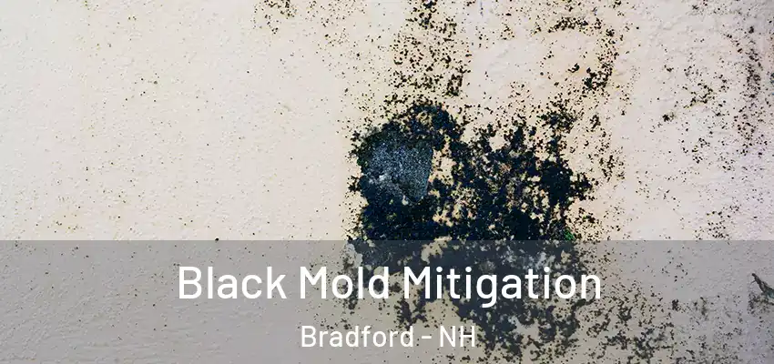 Black Mold Mitigation Bradford - NH