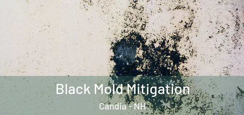  Black Mold Mitigation Candia - NH