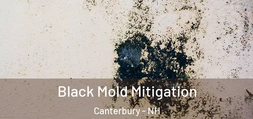 Black Mold Mitigation Canterbury - NH