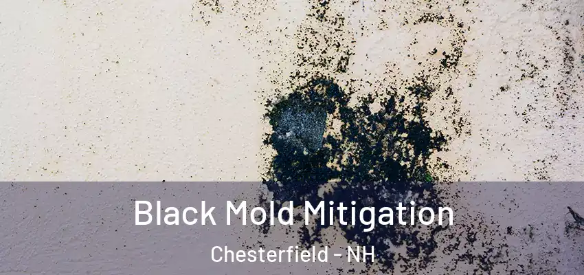  Black Mold Mitigation Chesterfield - NH