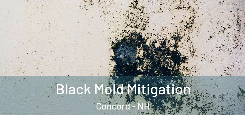  Black Mold Mitigation Concord - NH