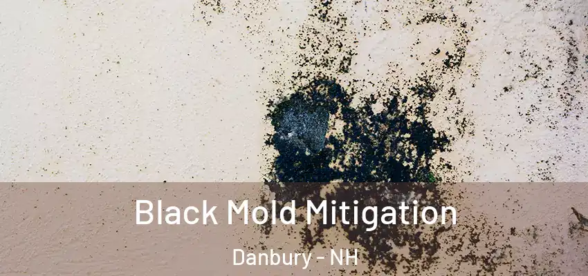 Black Mold Mitigation Danbury - NH