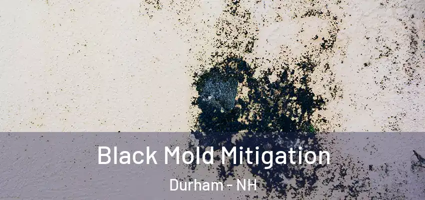 Black Mold Mitigation Durham - NH
