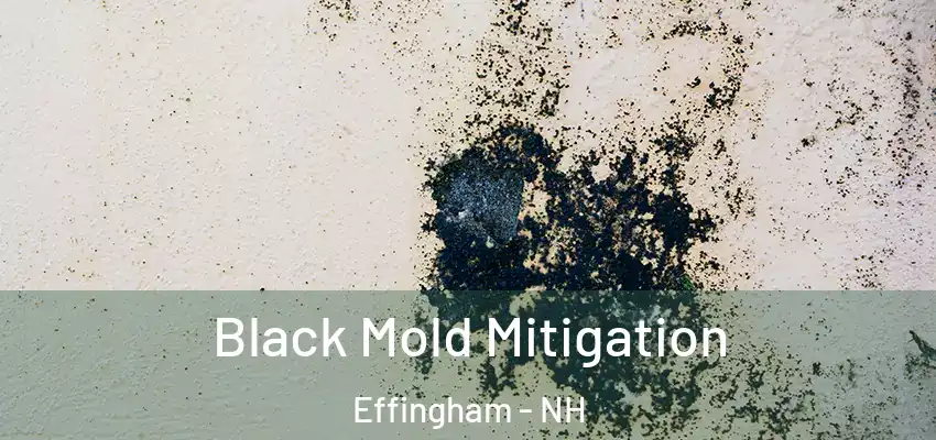  Black Mold Mitigation Effingham - NH