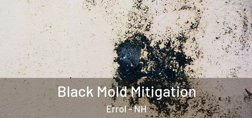 Black Mold Mitigation Errol - NH